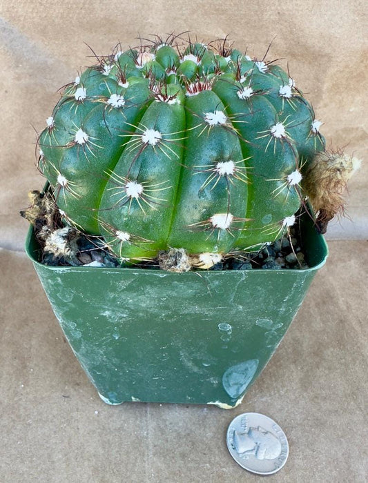 4-inch Notocactus militaris | Parodia ottonis E1
