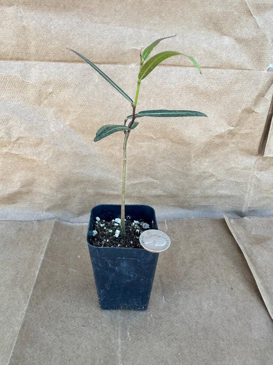 Queensland Bottle Tree Start | Brachychiton rupestris E1