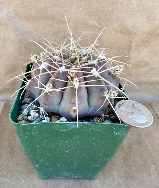 4-inch Gymnocalycium griseopallidum A1