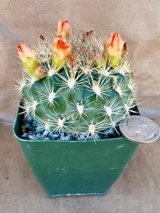 4-inch Weingartia trollii | Rebutia trollii A1