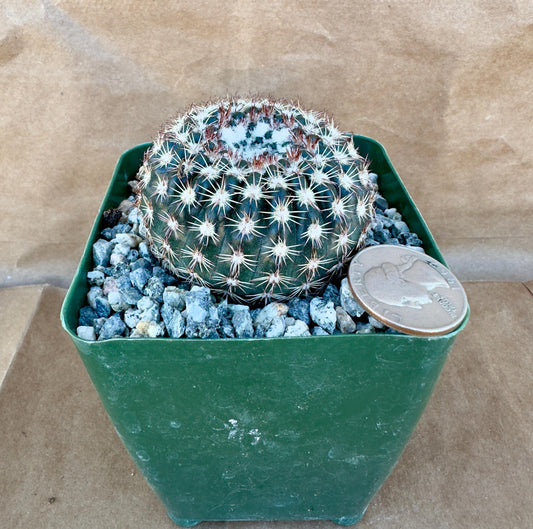 4-inch Notocactus ritterianus | Parodia mammulosa A1