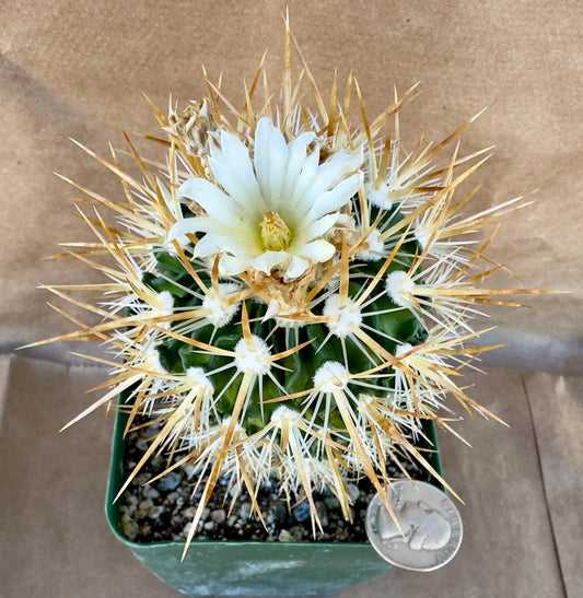 4-inch Echinofossulocactus ochoterenaus | Stenocactus ochoterenanus A1