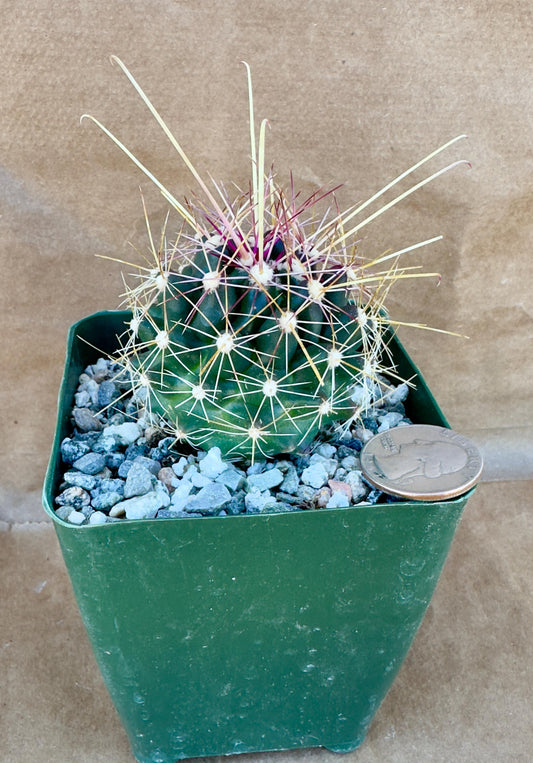 4-inch Hamatocactus davisii | Ferocactus hamatacanthus var. davisii A1