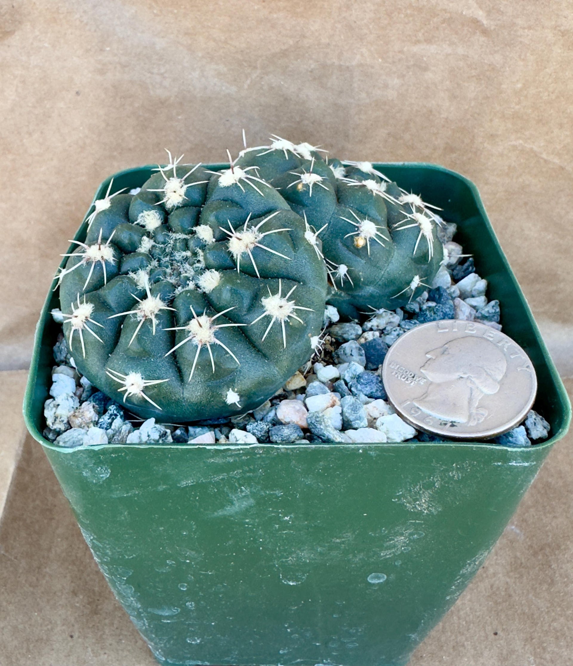 4-inch Gymnocalycium reductum var. leucodictyon