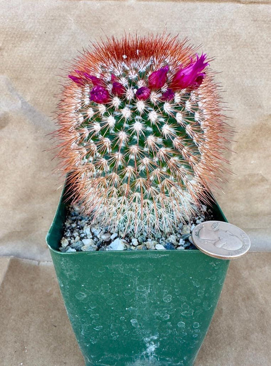 4-inch Spiny Pincushion Cactus | Mammillaria spinosissima E1