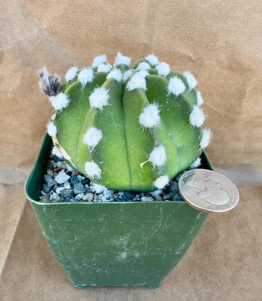 4-inch Echinopsis subdenudata ‘Fuzzy Navel’ E1