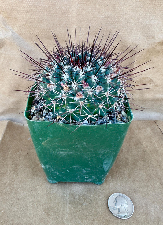 4-inch Mammillaria tesopacensis var. rubraflora | Mammillaria sonorensis A1