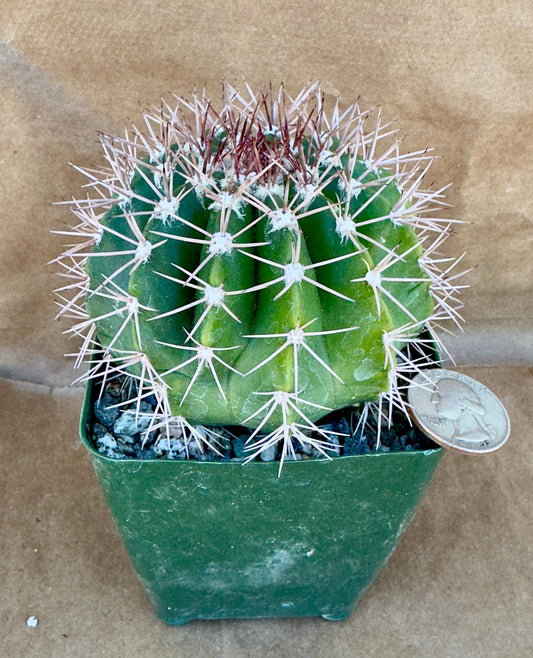 4-inch Turk’s Cap Cactus | Melocactus violaceus A1