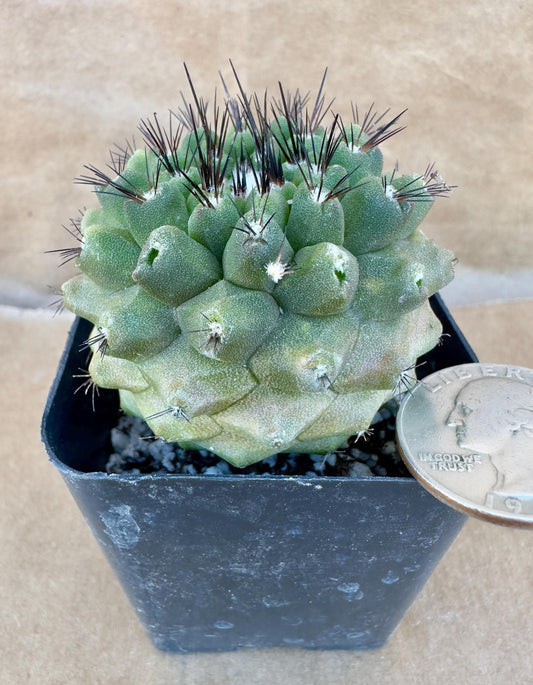 4-inch Copiapoa hypogaea var. barquitensis A1