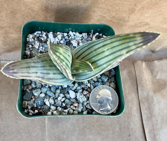 Aloe karasbergensis - Karasberg Coral Aloe