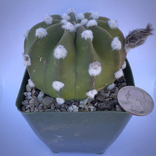 4-inch Echinopsis subdenudata ‘Fuzzy Navel’
