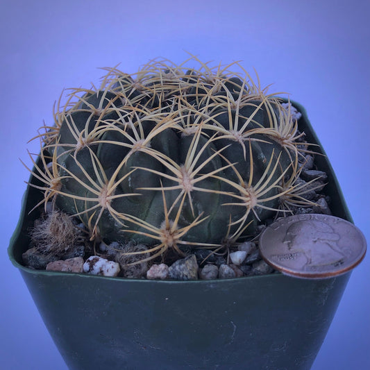 4-inch Echinopsis cinnabarina | Lobivia cinnabarina var. prestoana