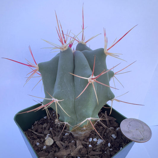 4-inch Emory's Barrel Cactus | Ferocactus rectispinus