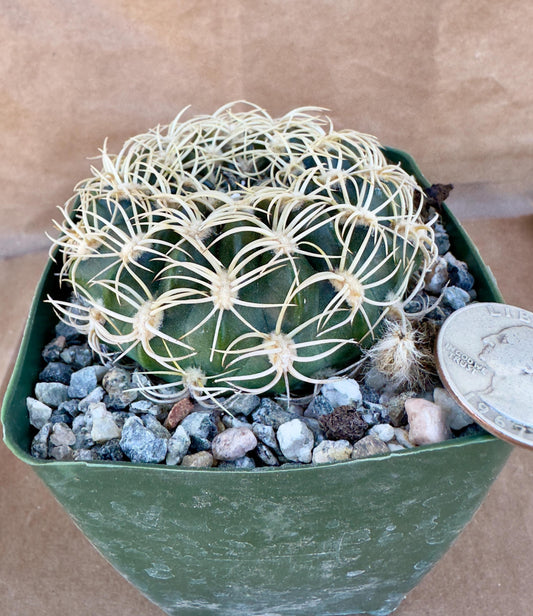 4-inch Echinopsis cinnabarina | Lobivia cinnabarina var. prestoana E1