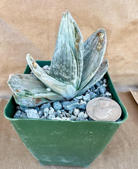 4-inch Gasteria sp. ‘Sakura Fuji’ E1