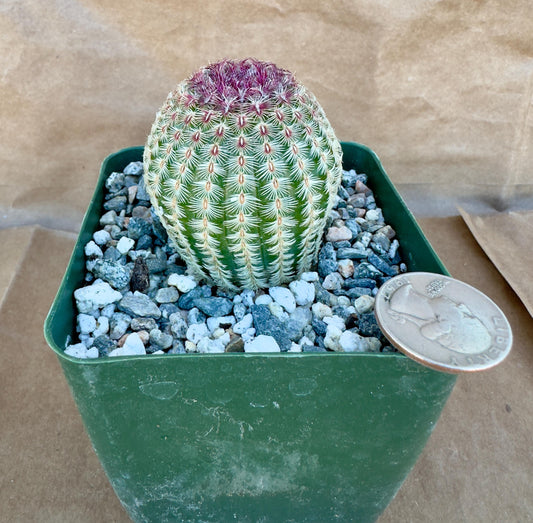 4-inch Echinocereus rigidissimus 'Rubispinus' | Rainbow Hedgehog Cactus