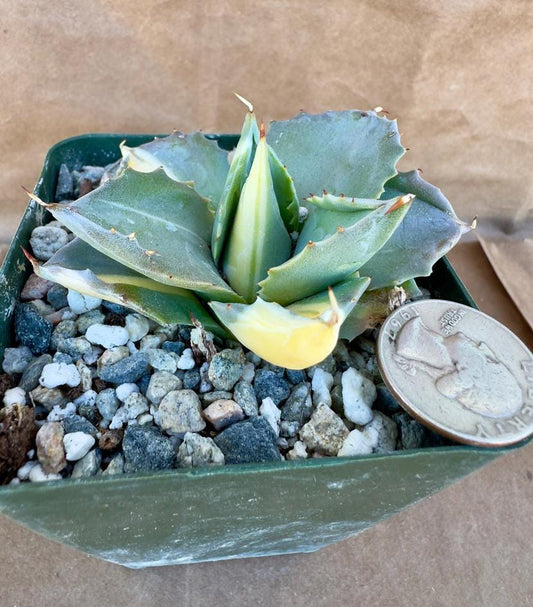 4-inch Variegated Agave isthmensis E1