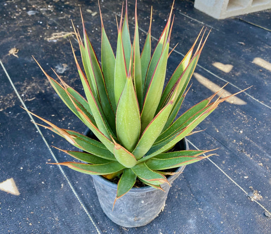 Agave 'Blue Glow'
