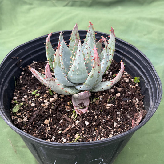 Fez Aloe (LL2) | Aloe peglerae