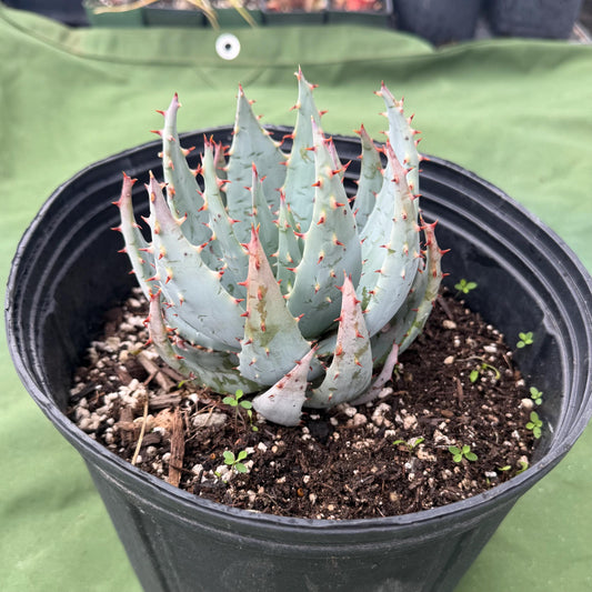 Fez Aloe (LL3) | Aloe peglerae