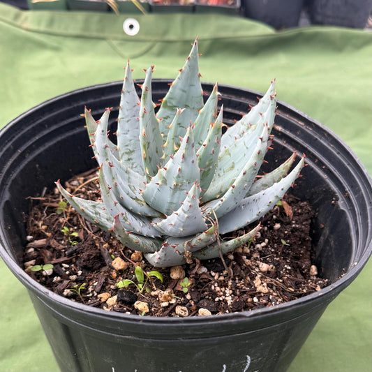 Fez Aloe (LL4) | Aloe peglerae