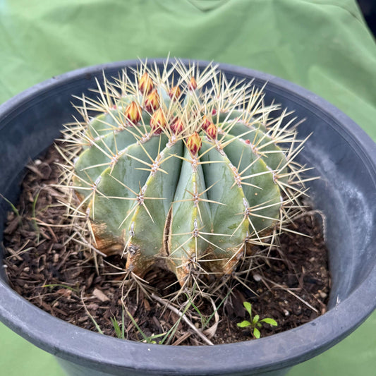 Glaucous Barrel Cactus (LL16) | Ferocactus glaucescens