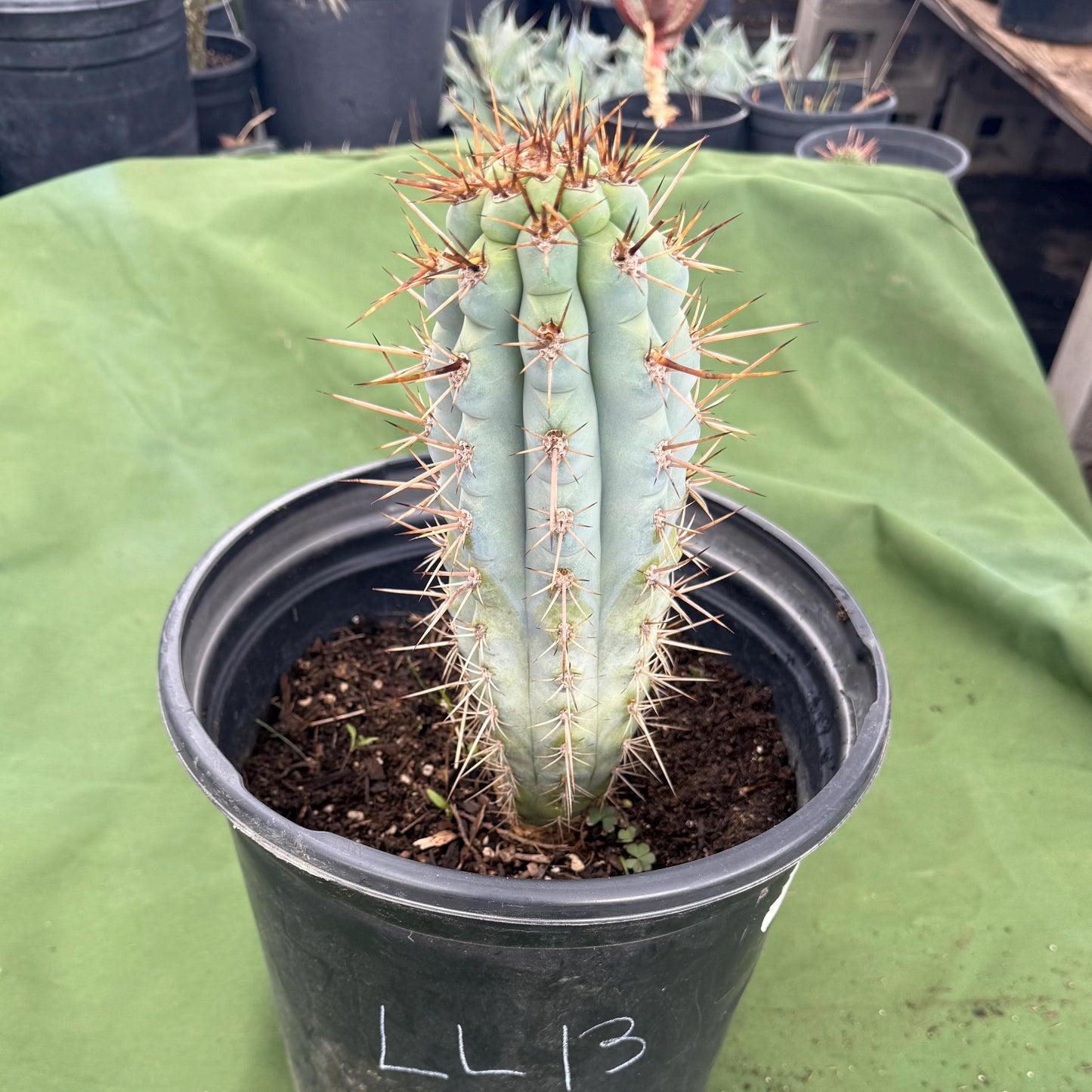 Blue Cereus (LL13) | Browningia hertlingiana