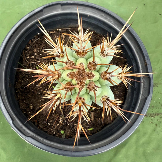 Blue Cereus (LL13) | Browningia hertlingiana