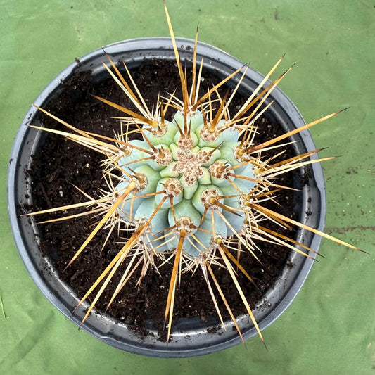 Blue Cereus (LL14) | Browningia hertlingiana