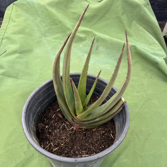 Wickens' Aloe (LL21) | Aloe wickensii