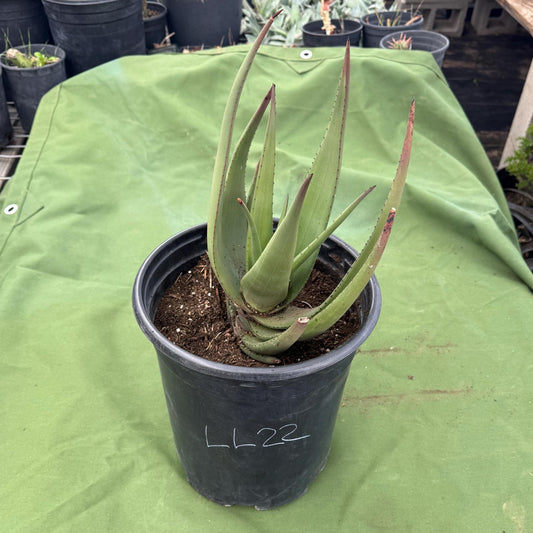 Wickens' Aloe (LL22) | Aloe wickensii