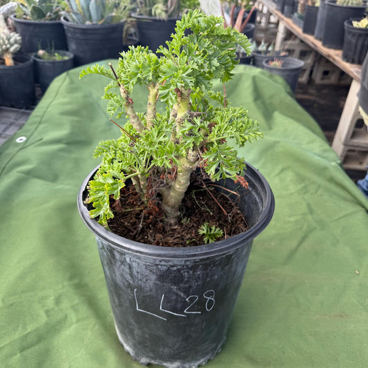 Pelargonium carnosum (LL28)