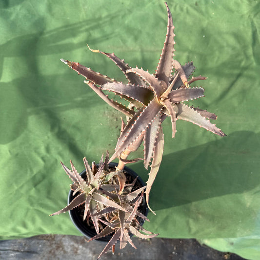 Aloe (LL30)