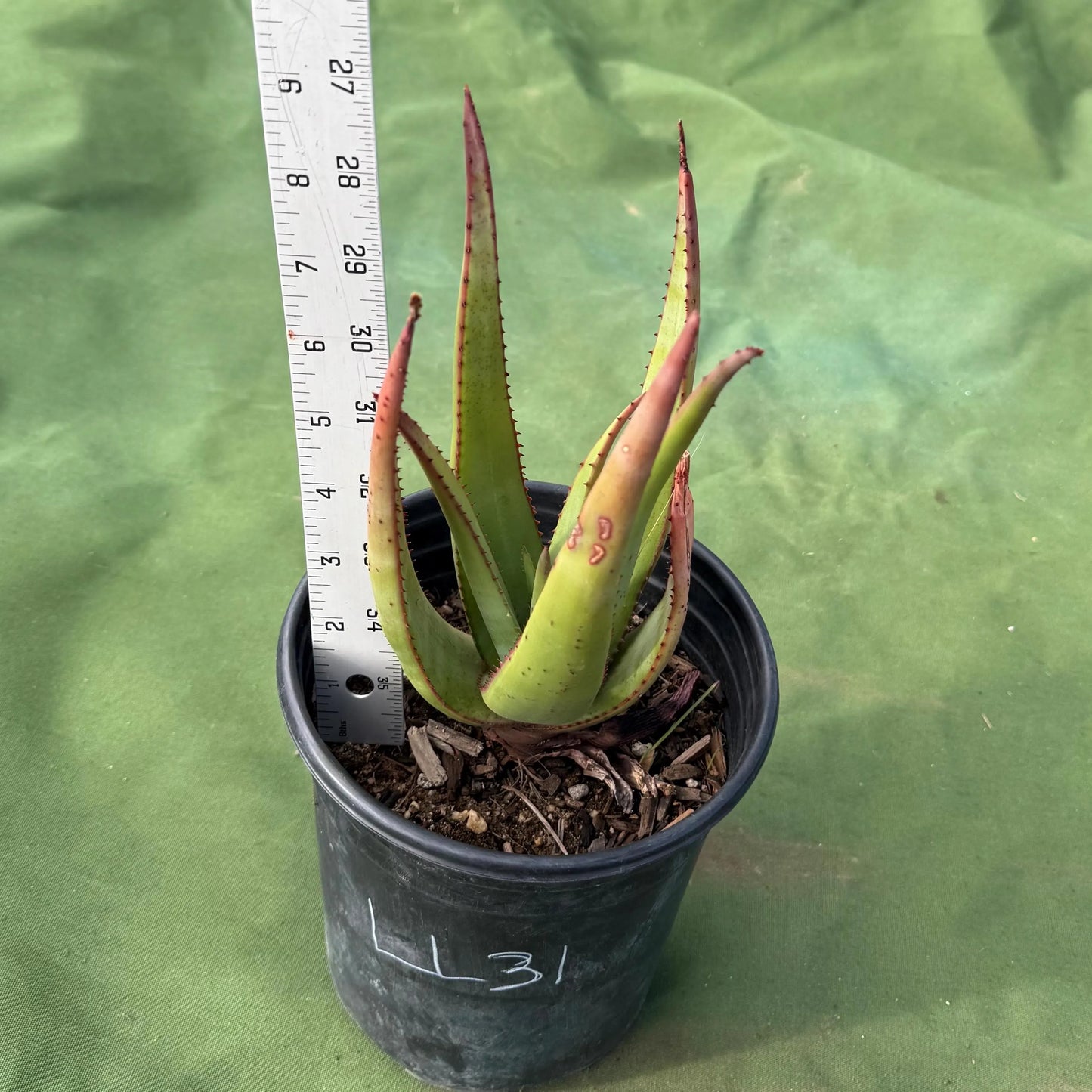 Wickens' Aloe (LL31) | Aloe wickensii