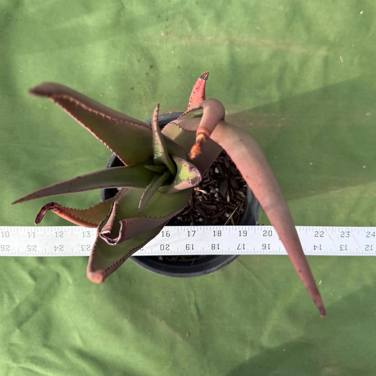 Wickens' Aloe (LL32) | Aloe wickensii