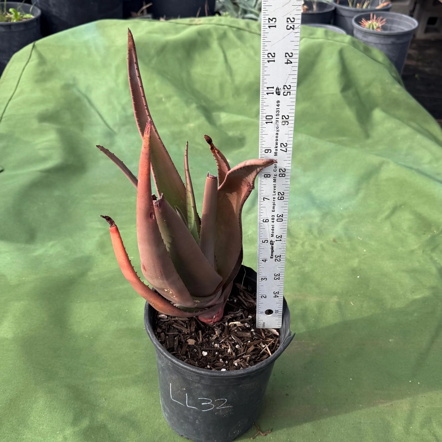 Wickens' Aloe (LL32) | Aloe wickensii