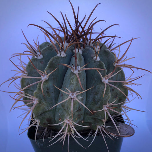 4-inch Turk's Cap Cactus | Melocactus azureus
