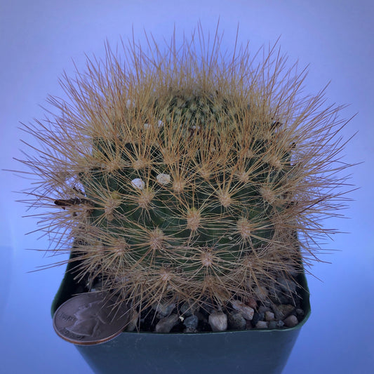 4-inch Neochilenia chilensis flaviflora | Eriosyce chilensis