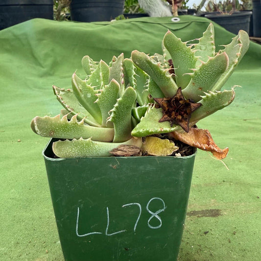 Tiger Jaws (LL78) | Faucaria tigrina