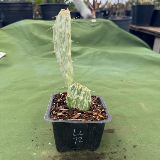 Variegated Prickly Pear (LL72) | Opuntia White Variegated Form