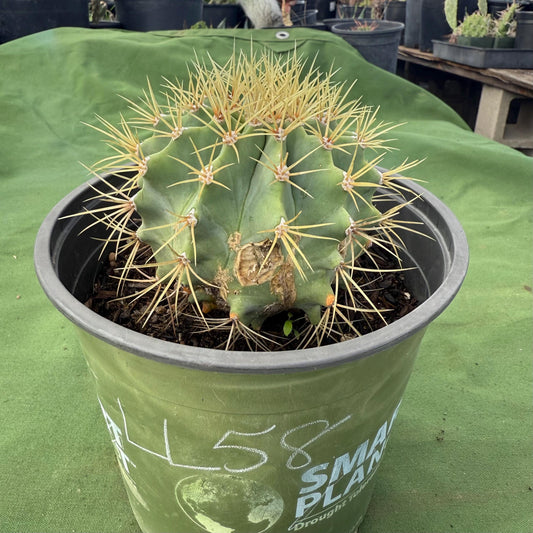 Glaucous Barrel Cactus (LL58) | Ferocactus glaucescens