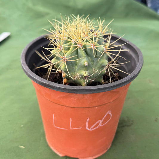 Glaucous Barrel Cactus (LL60) | Ferocactus glaucescens