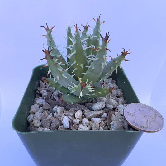 4-inch Aloe erinacea