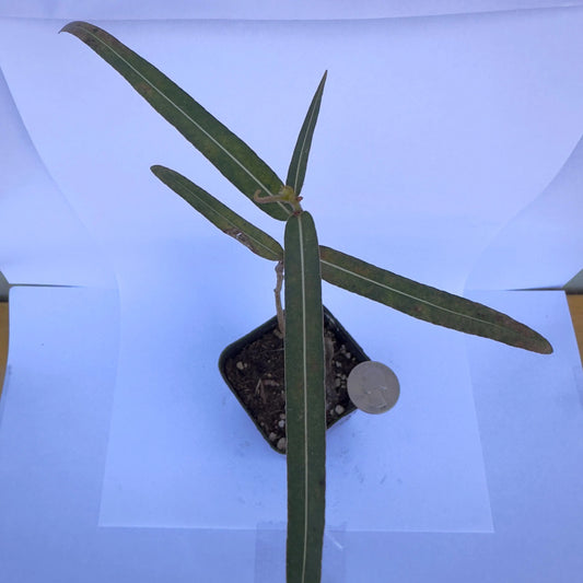 Queensland Bottle Tree Start | Brachychiton rupestris