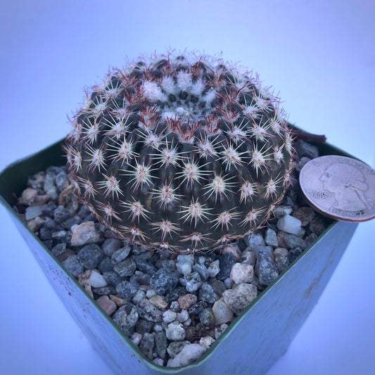 4-inch Notocactus ritterianus | Parodia mammulosa
