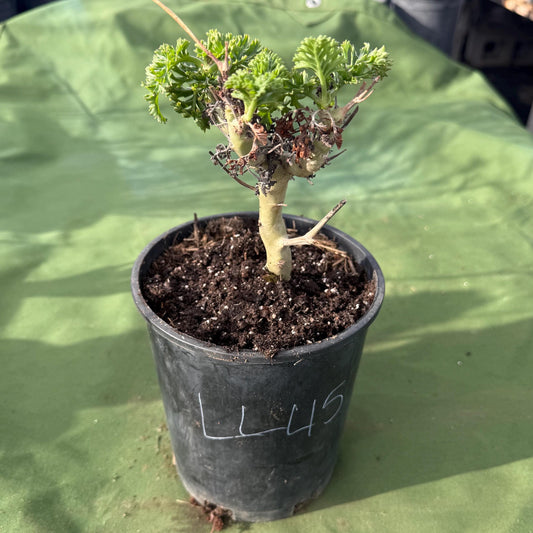 Pelargonium carnosum (LL45)
