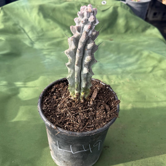 Stenocereus beneckei (LL49)