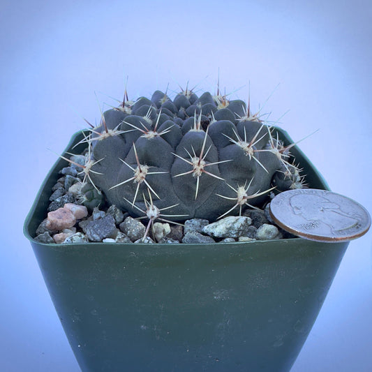 4-inch Gymnocalycium reductum var. leucodictyon | Chin Cactus