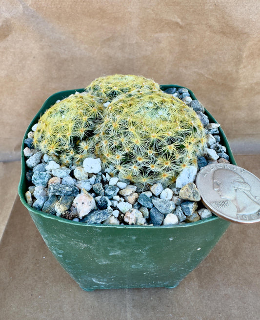 4-inch Mammillaria schiedeana 'Bridal Veil Cactus'