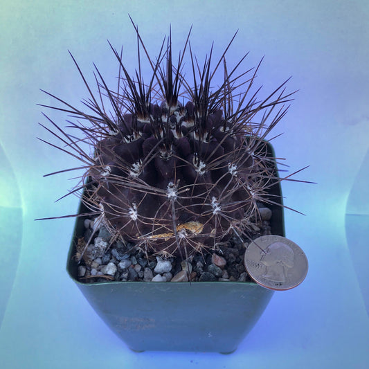 4-inch Neochilenia cachytaensis | Neoporteria cachytaensis